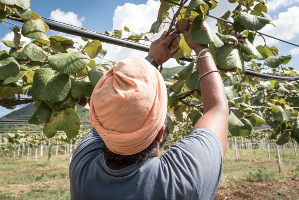 Un raccoglitore di kiwi nei campi dell'Agro Pontino. Foto di Stefania Prandi